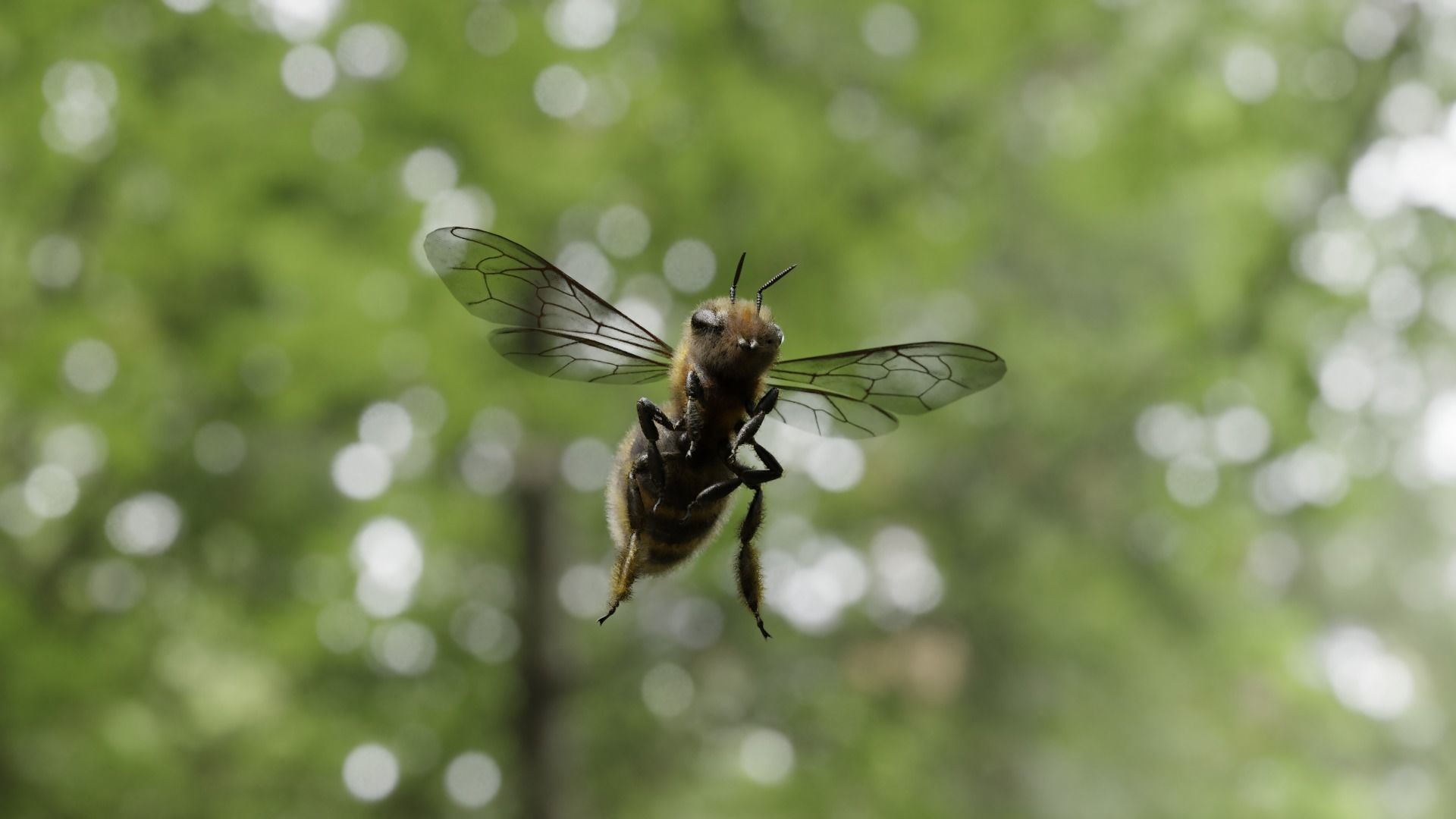 Honey bee Low-poly 3D model_52