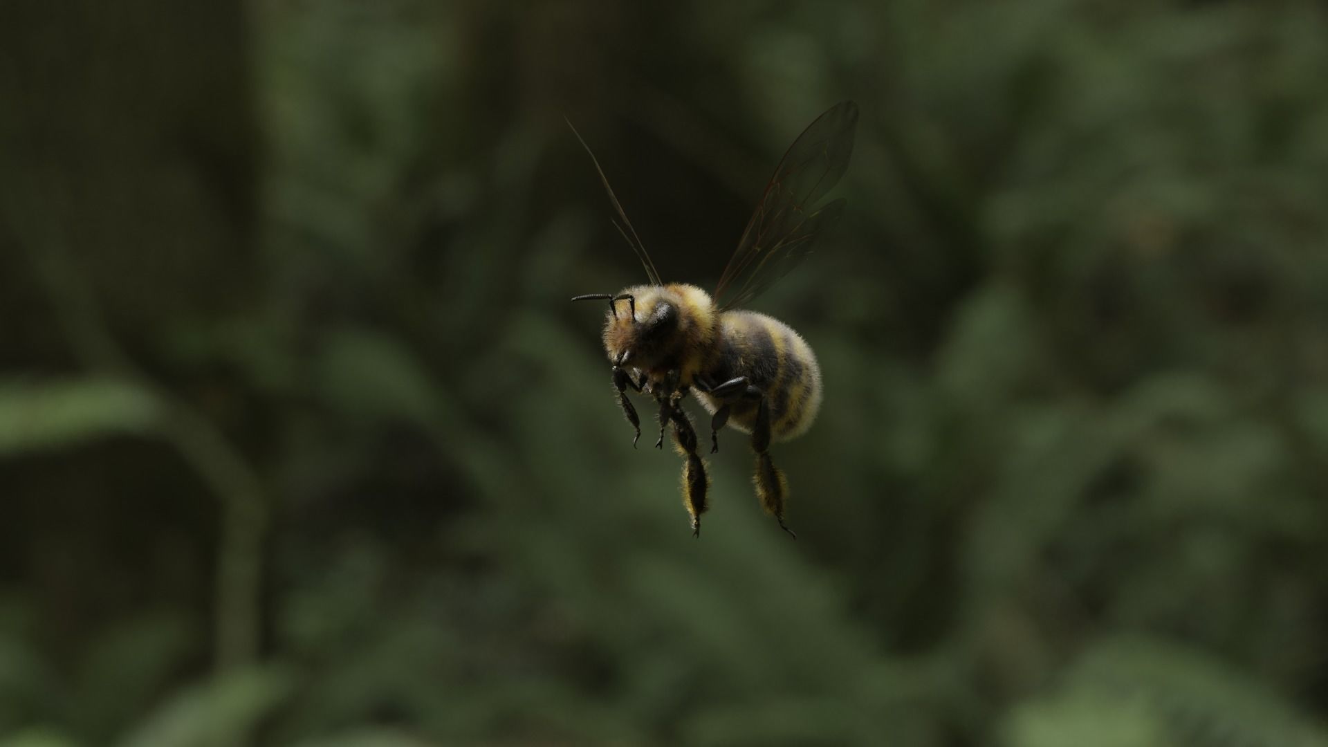 Honey bee Low-poly 3D model_51