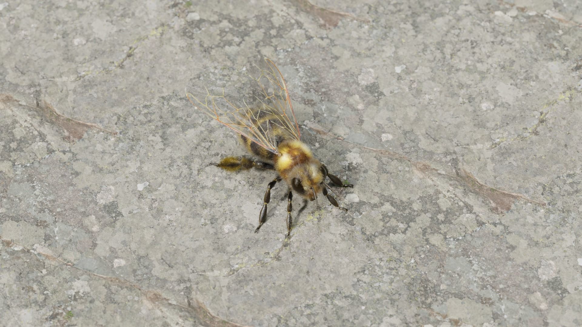 Honey bee Low-poly 3D model_5