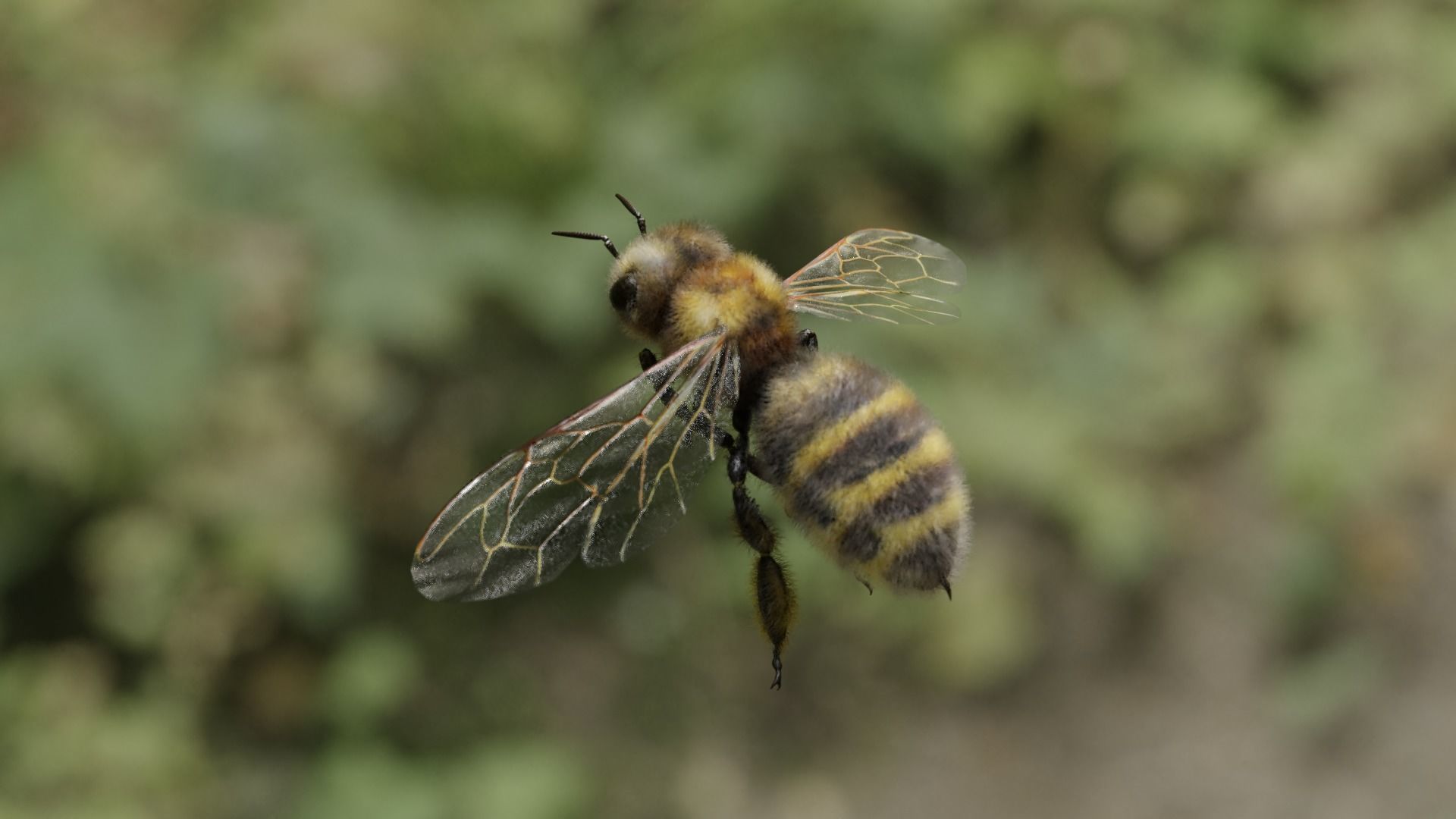 Honey bee Low-poly 3D model_45