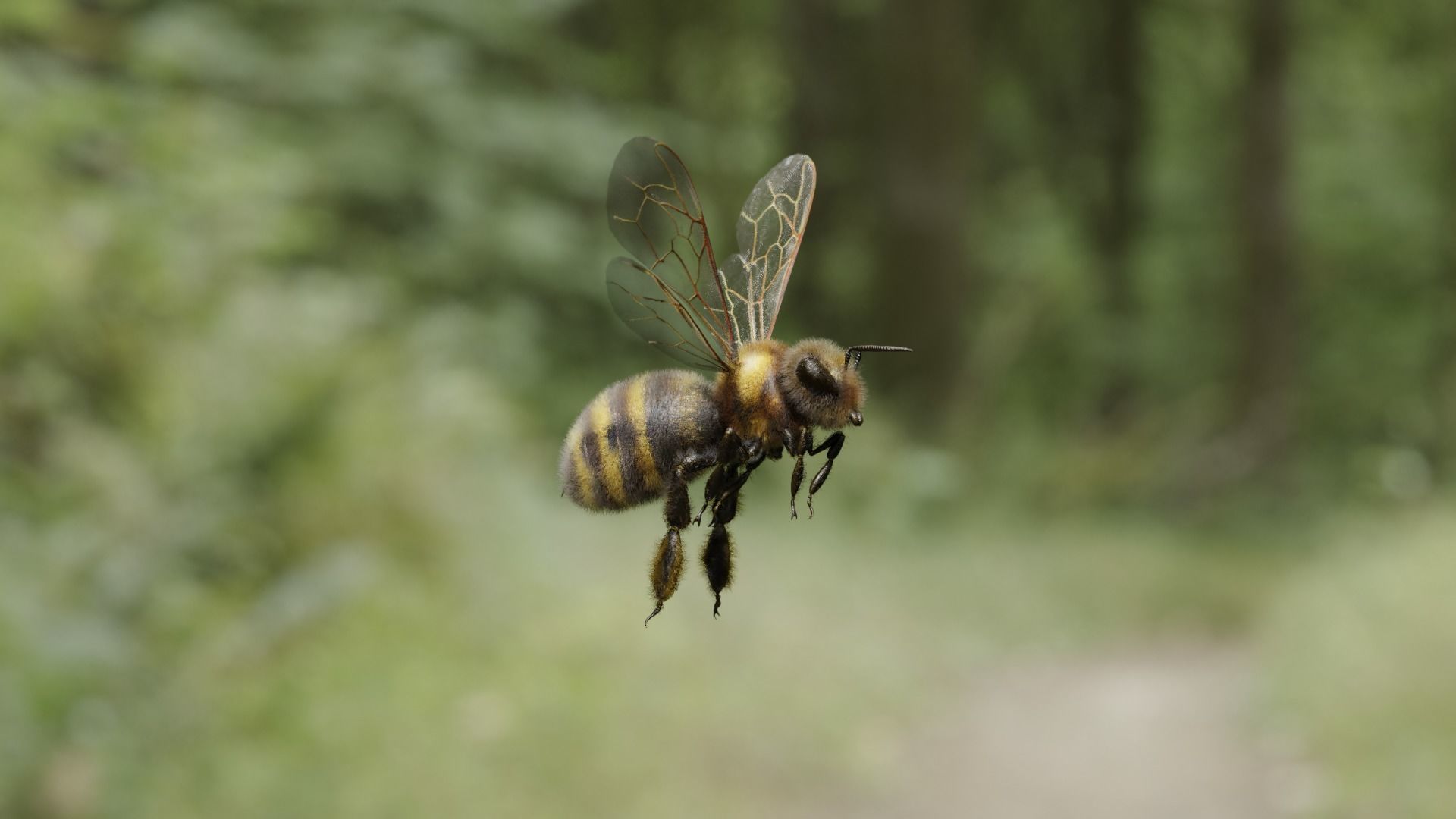 Honey bee Low-poly 3D model_17