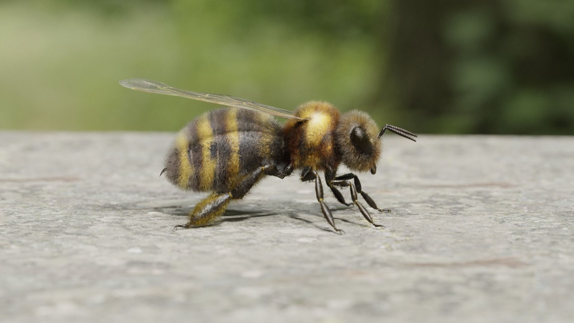 Honey bee Low-poly 3D model_37