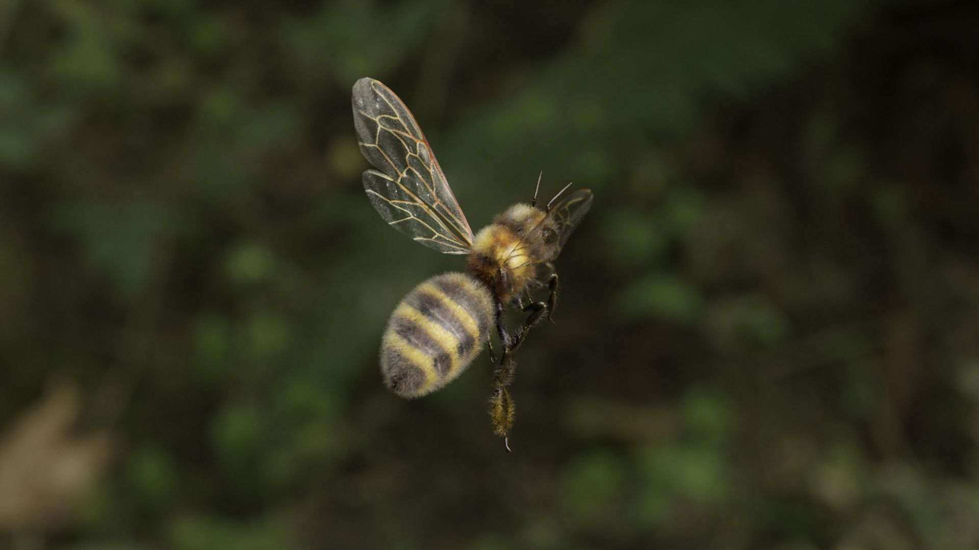 Honey bee Low-poly 3D model_50