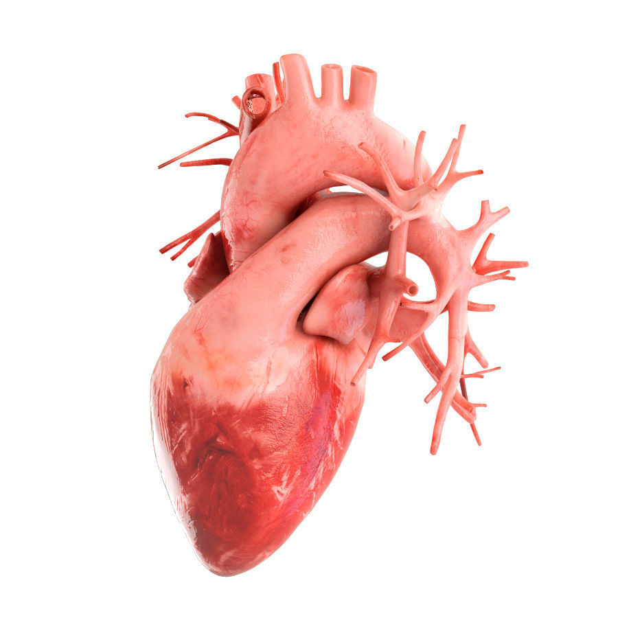 Human heart animated v3 with interior and animation 3D model_3