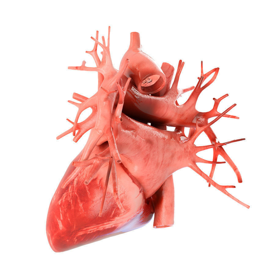 Human heart animated v3 with interior and animation 3D model_4