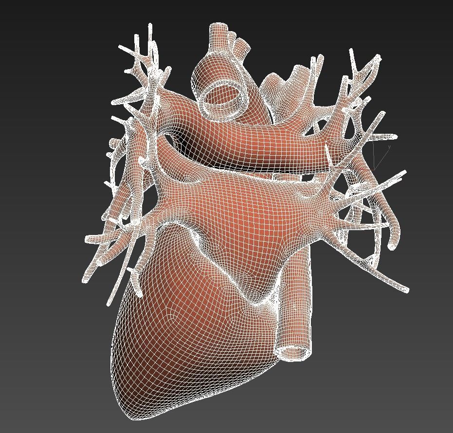 Human heart animated v3 with interior and animation 3D model_9
