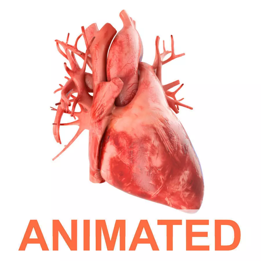 Human heart animated v3 with interior and animation 3D model_0