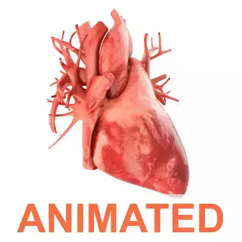 Human heart animated v3 with interior and animation 3D model