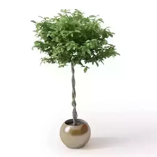 Small Plant In A Pot