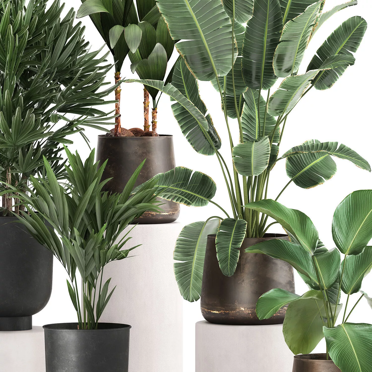 Houseplants in a rust flowerpot for the interior 981 3D model