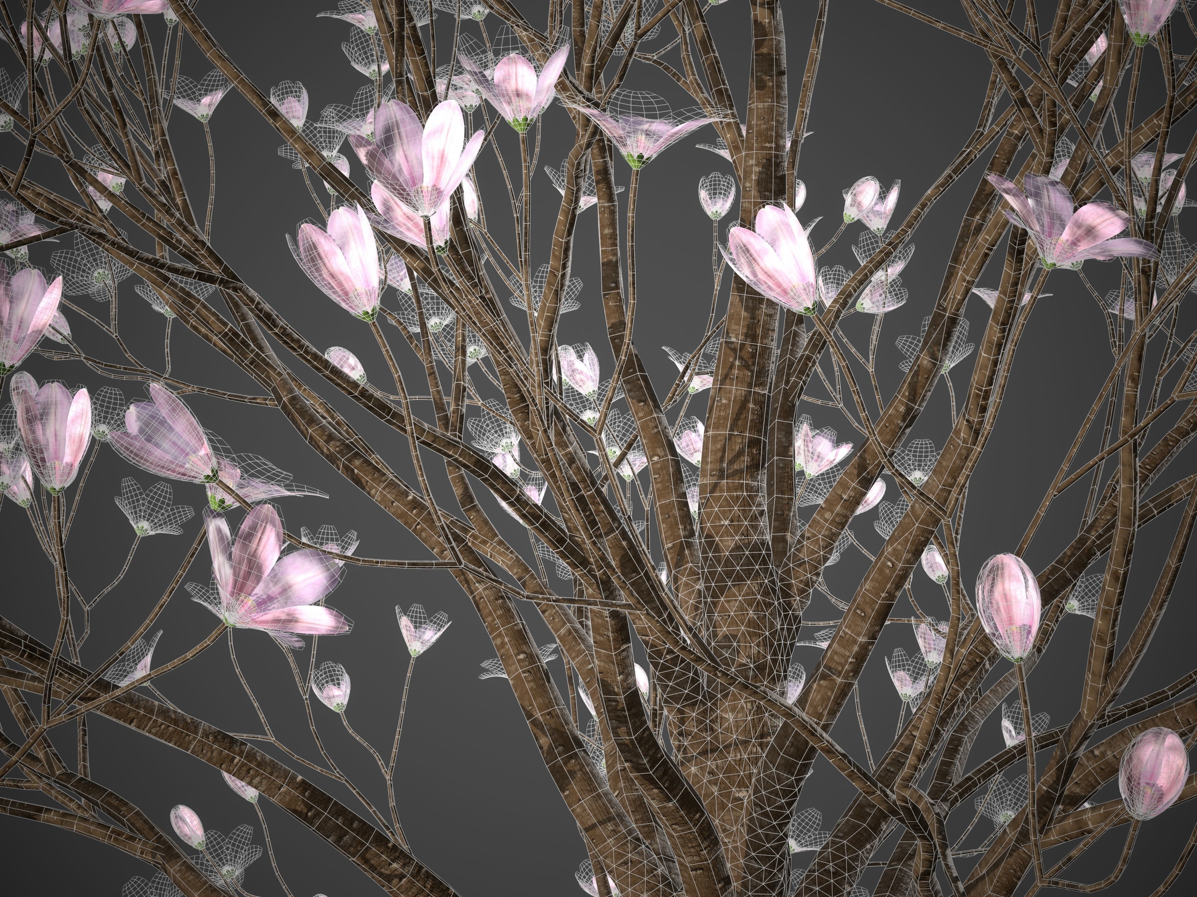 XfrogPlants Saucer Magnolia - Magnolia Soulangeana 3D model_6