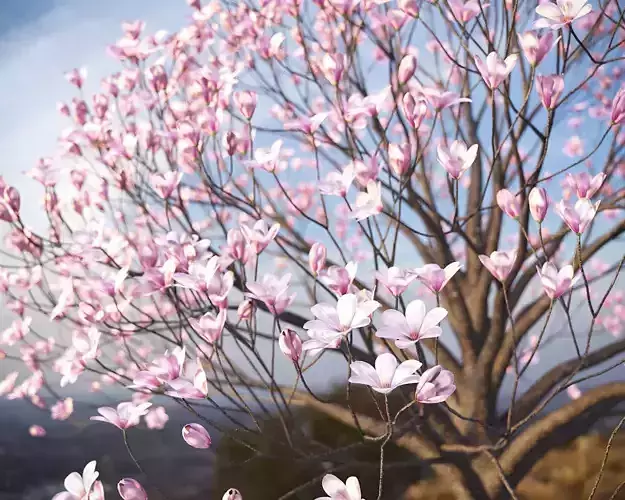 XfrogPlants Saucer Magnolia - Magnolia Soulangeana 3D model