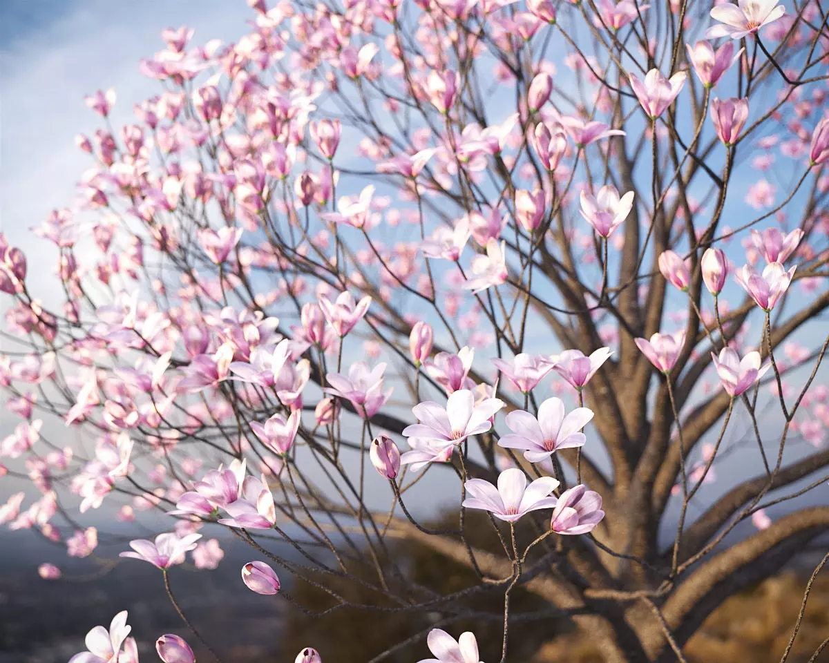 XfrogPlants Saucer Magnolia - Magnolia Soulangeana 3D model_0