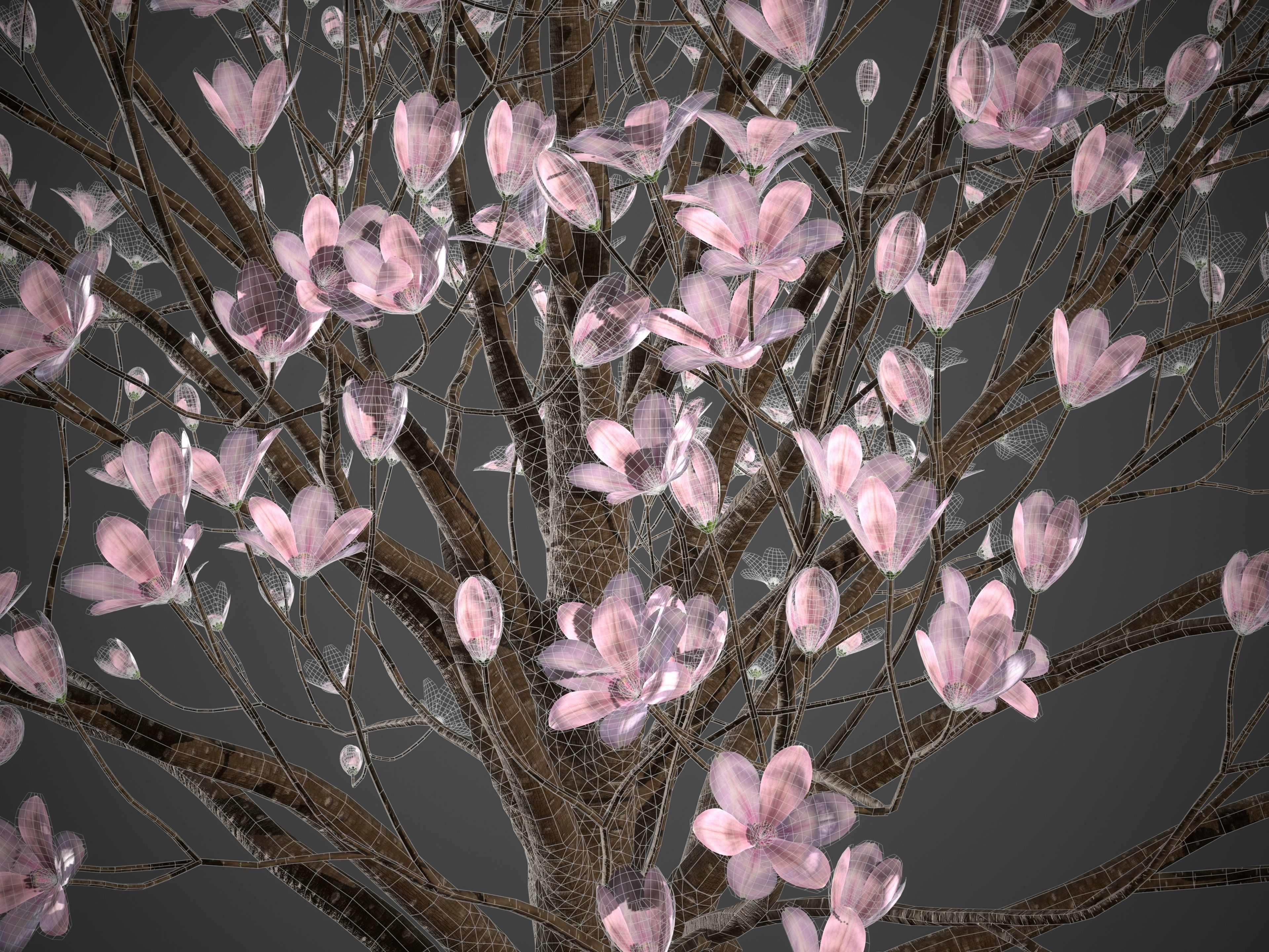 XfrogPlants Saucer Magnolia - Magnolia Soulangeana 3D model_4