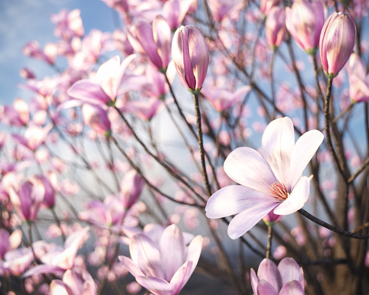 XfrogPlants Saucer Magnolia - Magnolia Soulangeana 3D model_2