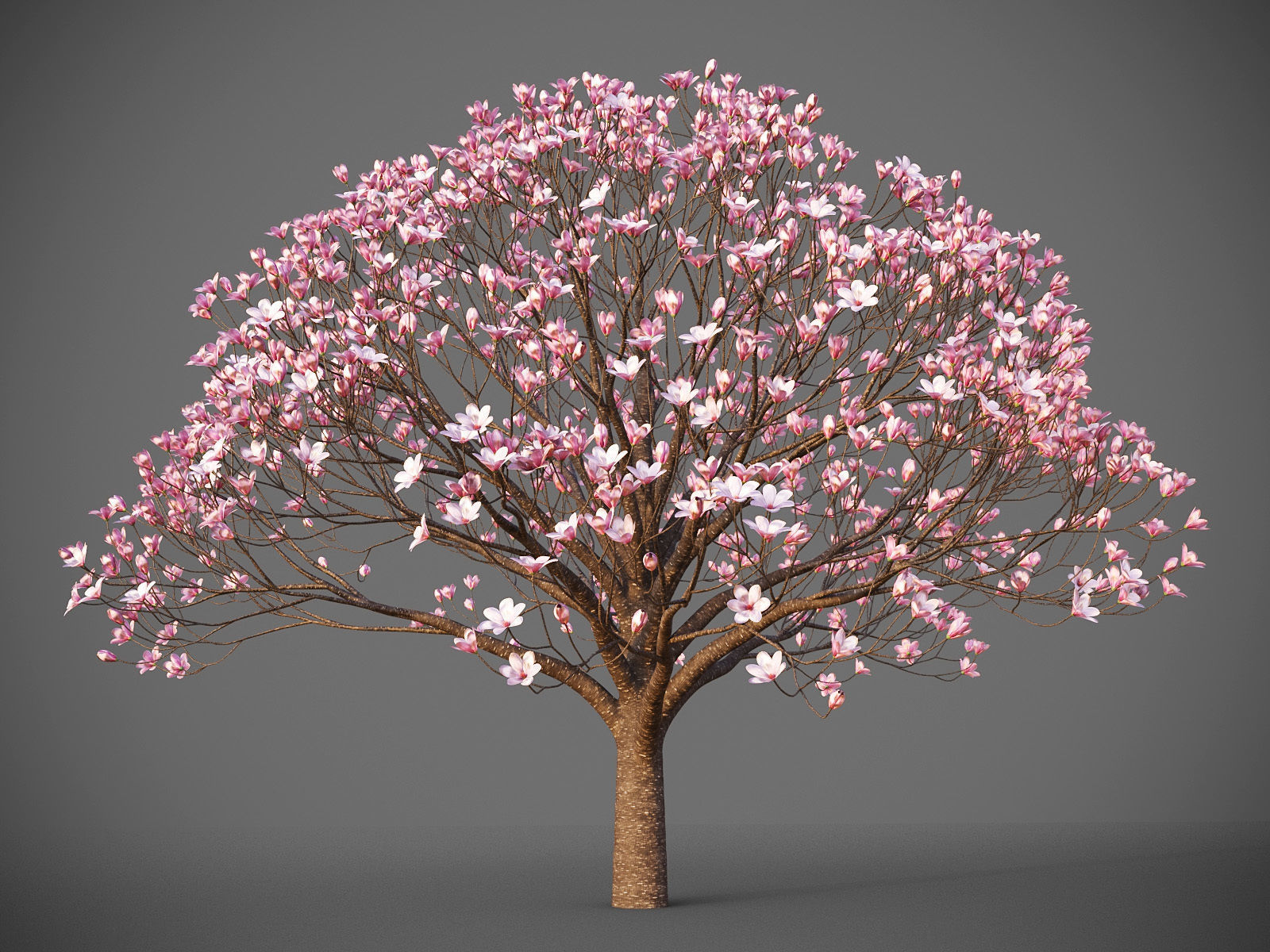 XfrogPlants Saucer Magnolia - Magnolia Soulangeana 3D model_3