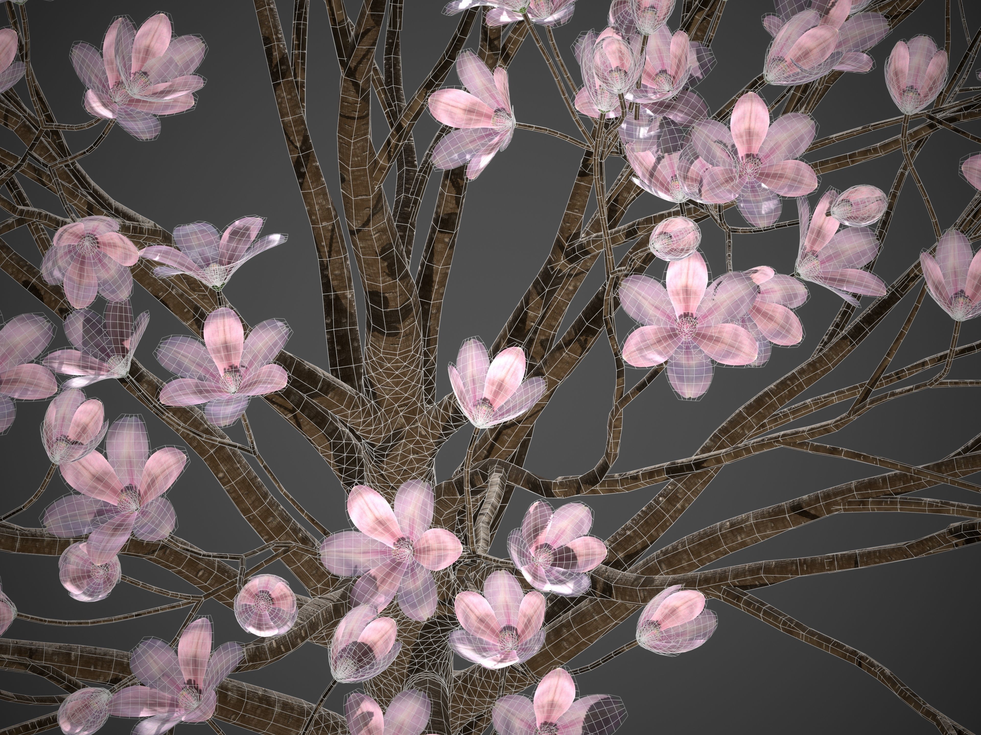 XfrogPlants Saucer Magnolia - Magnolia Soulangeana 3D model_5