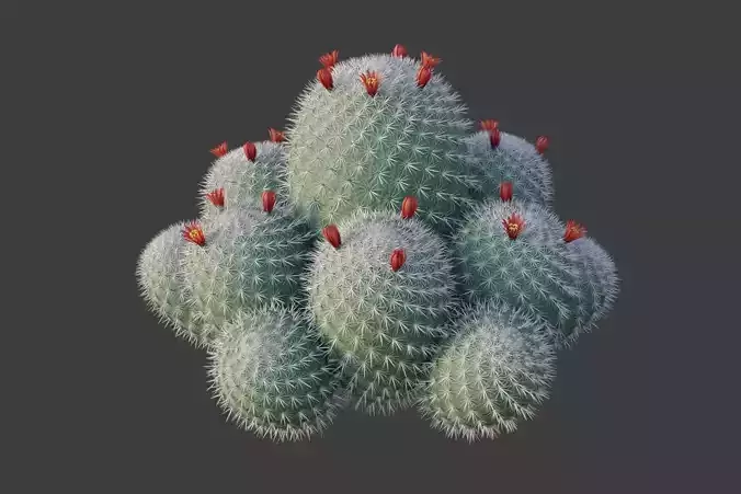 XfrogPlants Twin Spined Cactus - Mammillaria Geminispina
