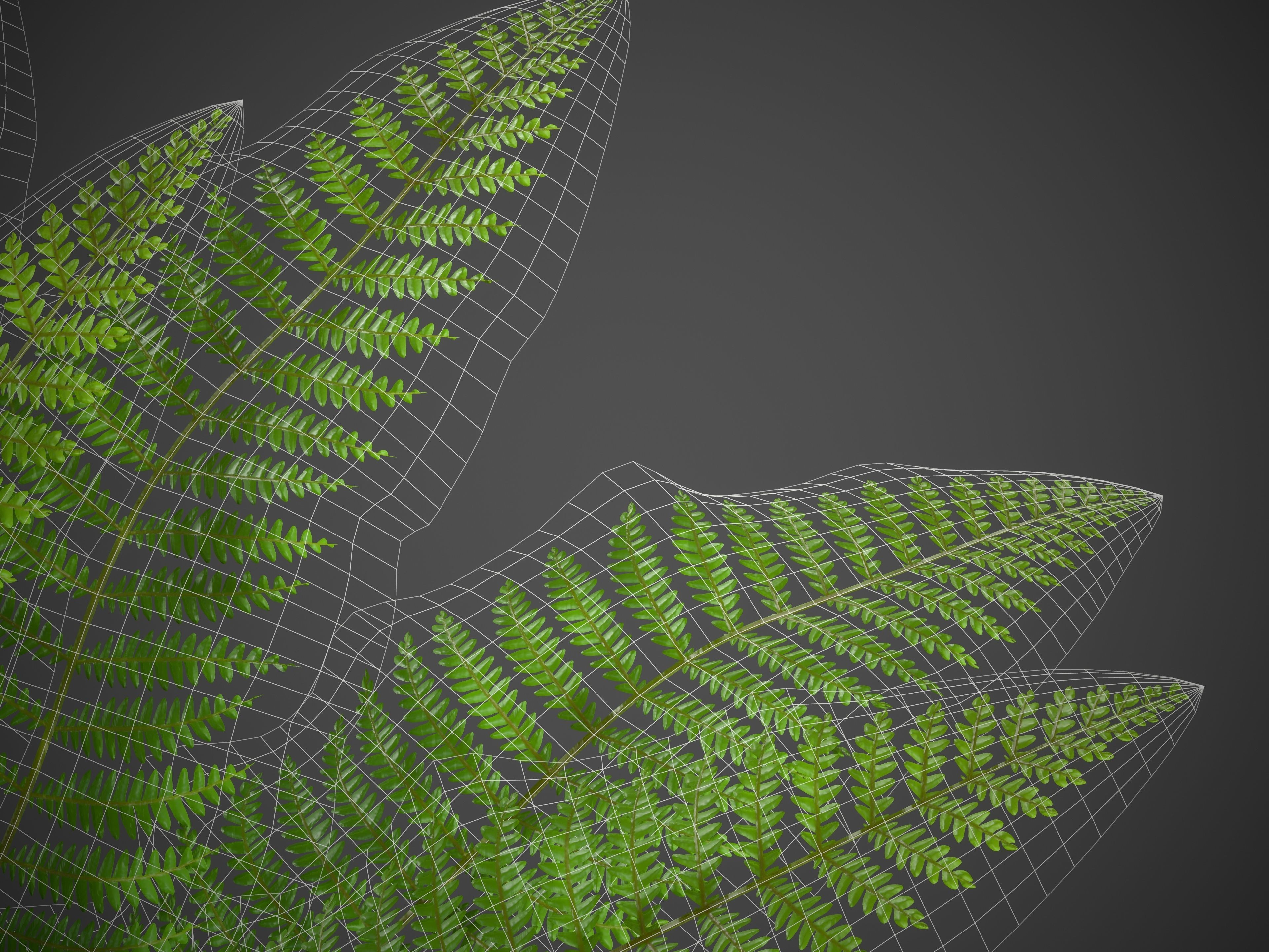 XfrogPlants Ostrich Fern -  Matteuccia Struthiopteris Free 3D model_7