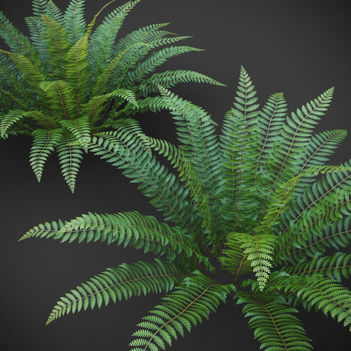 XfrogPlants Ostrich Fern -  Matteuccia Struthiopteris Free 3D model_4