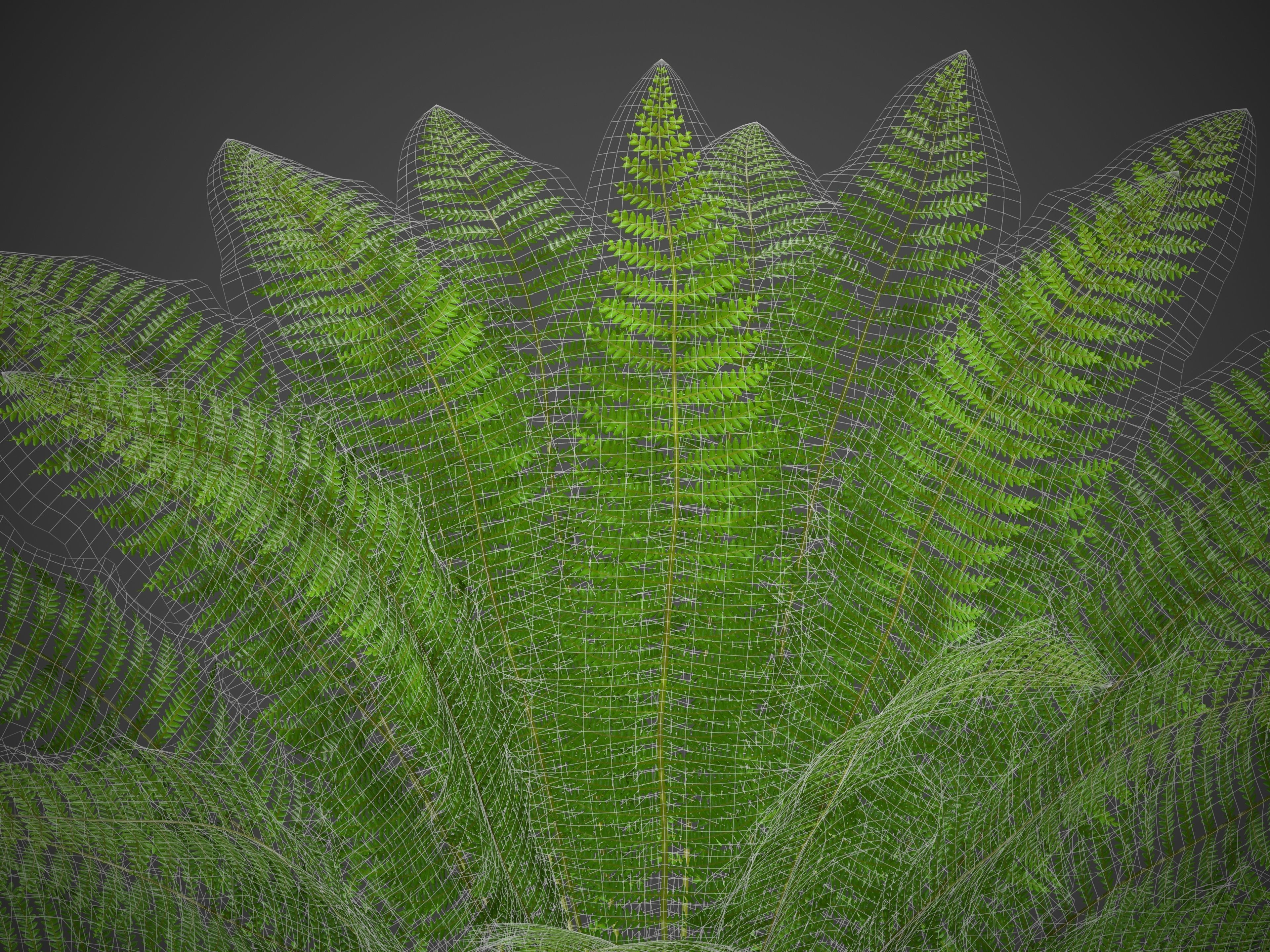 XfrogPlants Ostrich Fern -  Matteuccia Struthiopteris Free 3D model_6