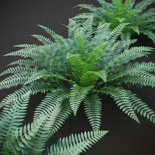 XfrogPlants Ostrich Fern -  Matteuccia Struthiopteris Free 3D model
