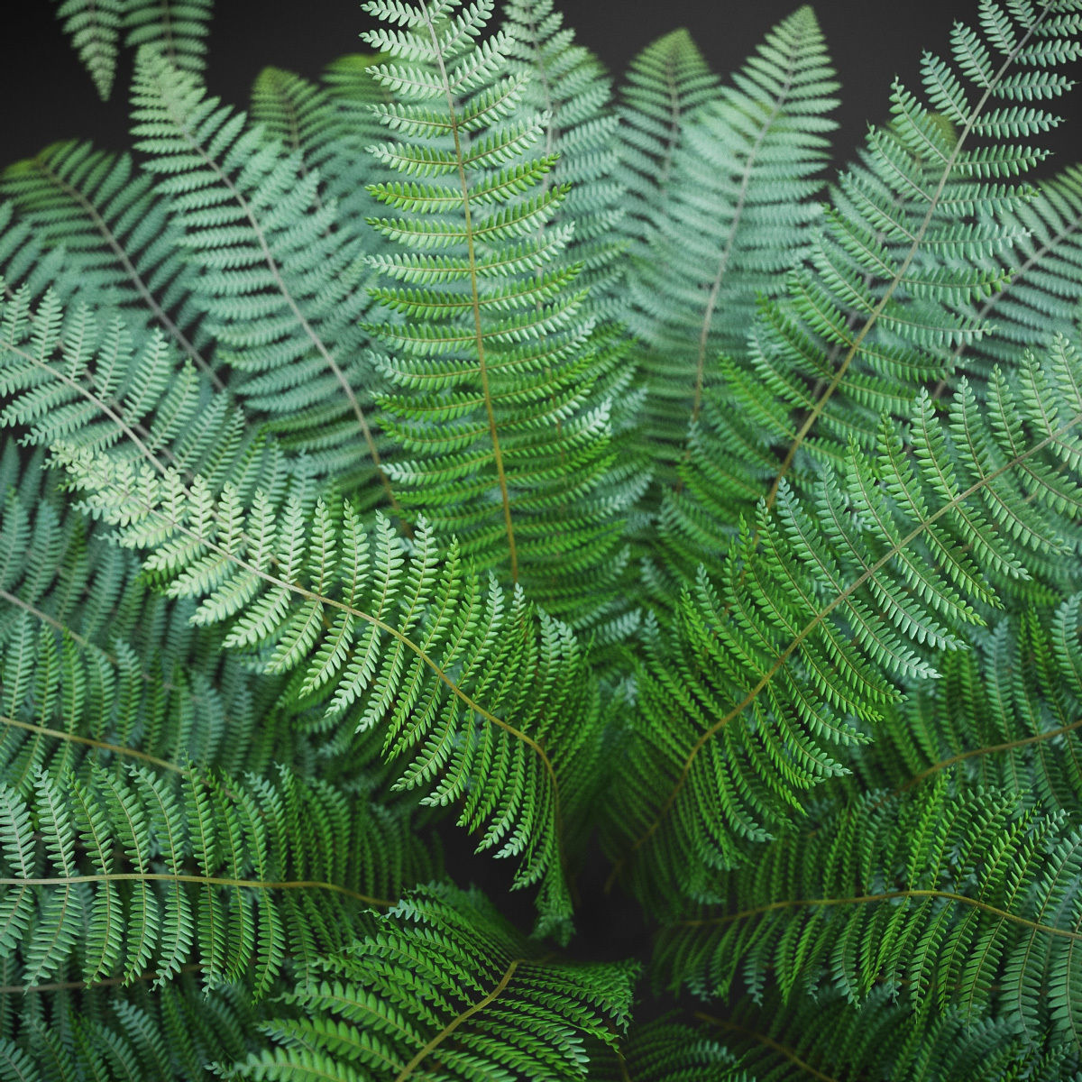 XfrogPlants Ostrich Fern -  Matteuccia Struthiopteris Free 3D model_3