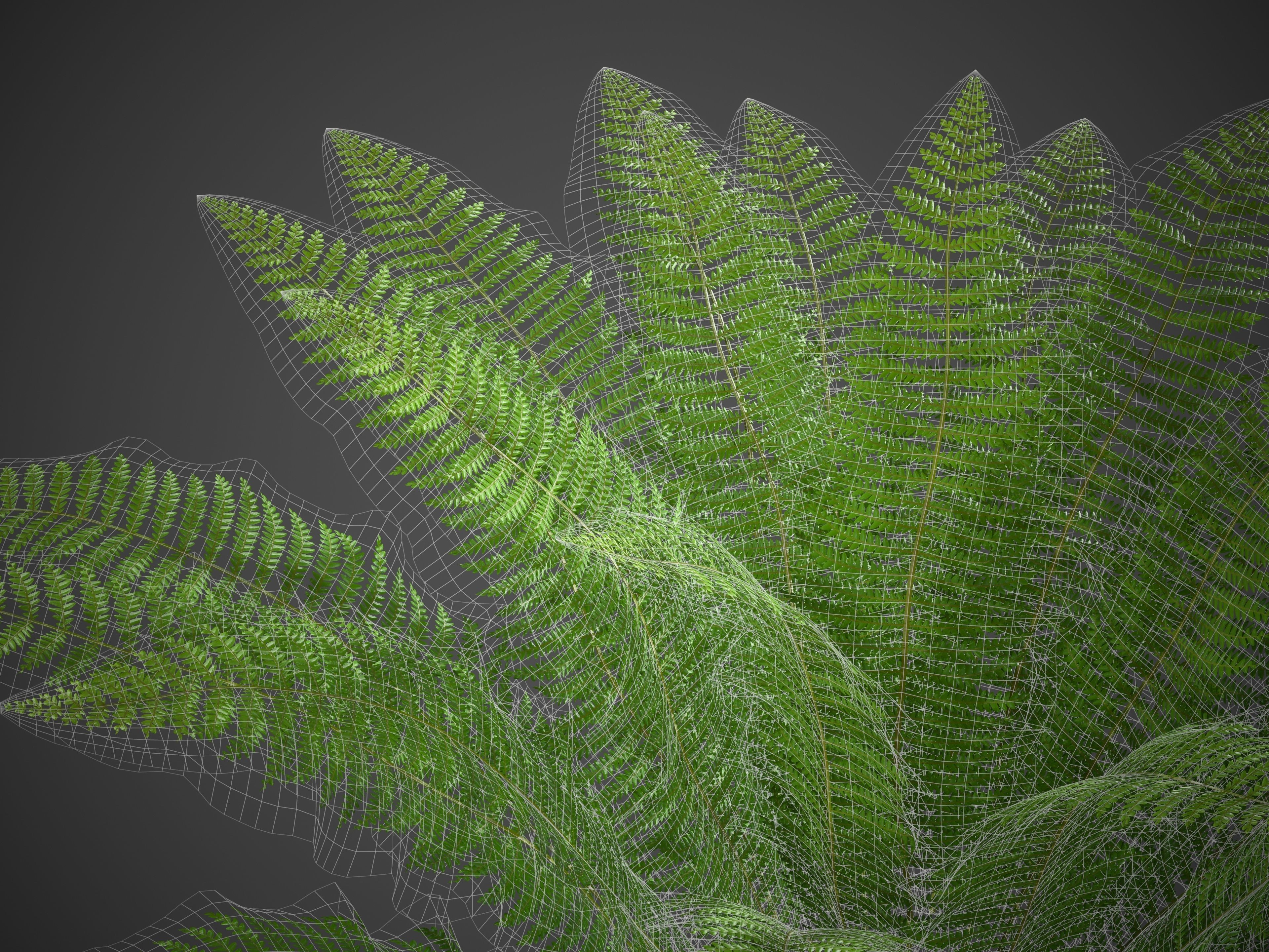 XfrogPlants Ostrich Fern -  Matteuccia Struthiopteris Free 3D model_5