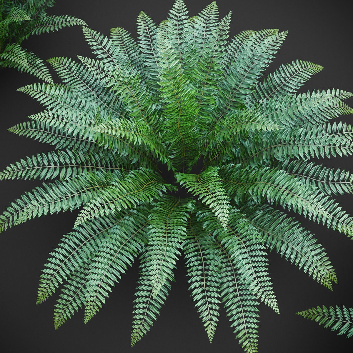 XfrogPlants Ostrich Fern -  Matteuccia Struthiopteris Free 3D model_2