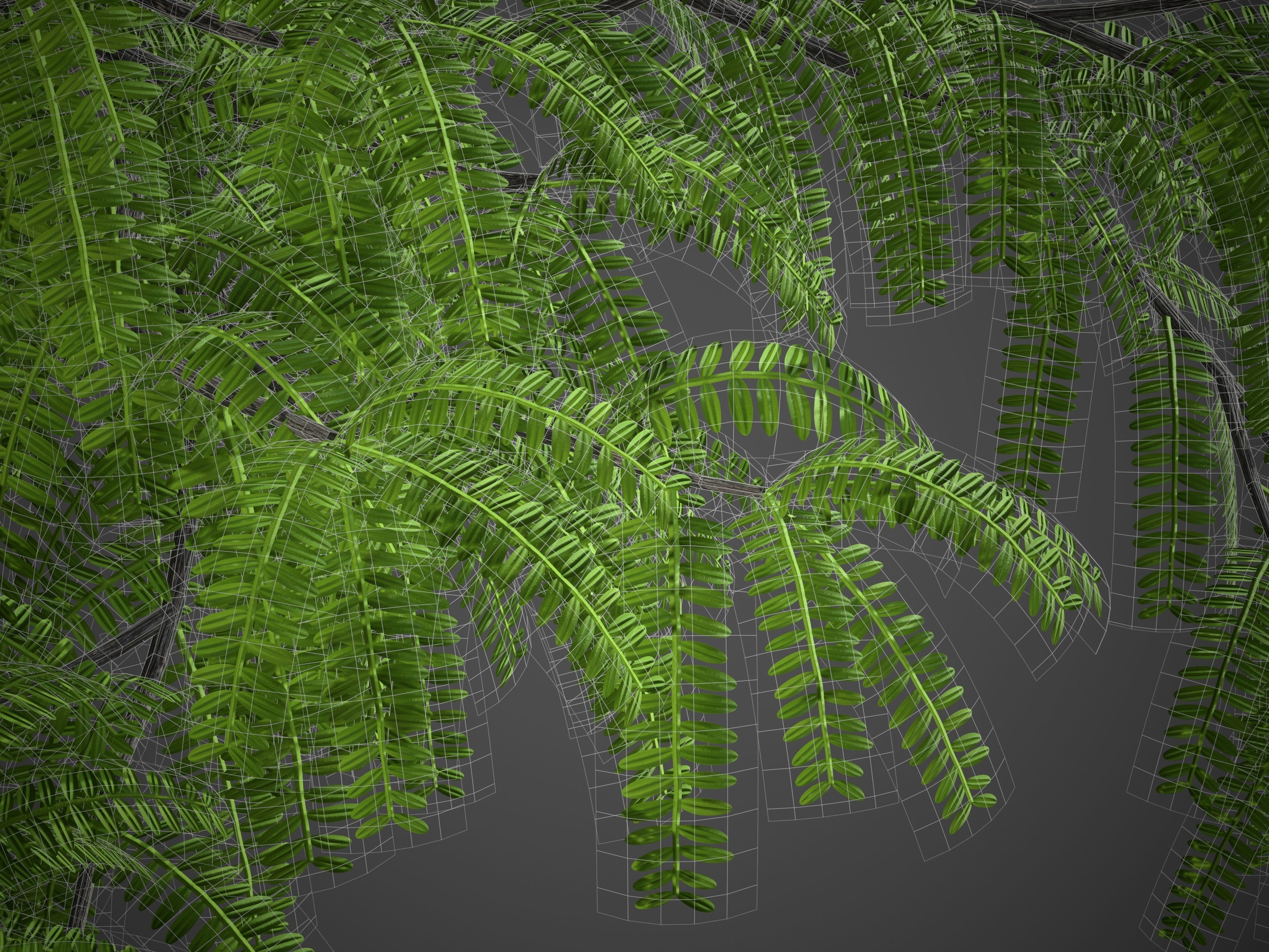 XfrogPlants South American Mesquite - Mesquite Rio Salado  3D model_6
