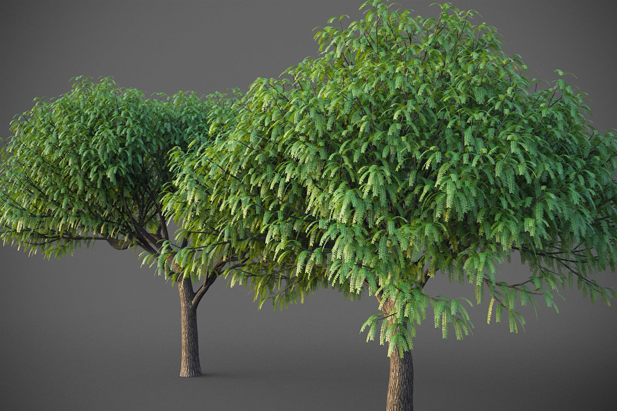 XfrogPlants South American Mesquite - Mesquite Rio Salado  3D model_2