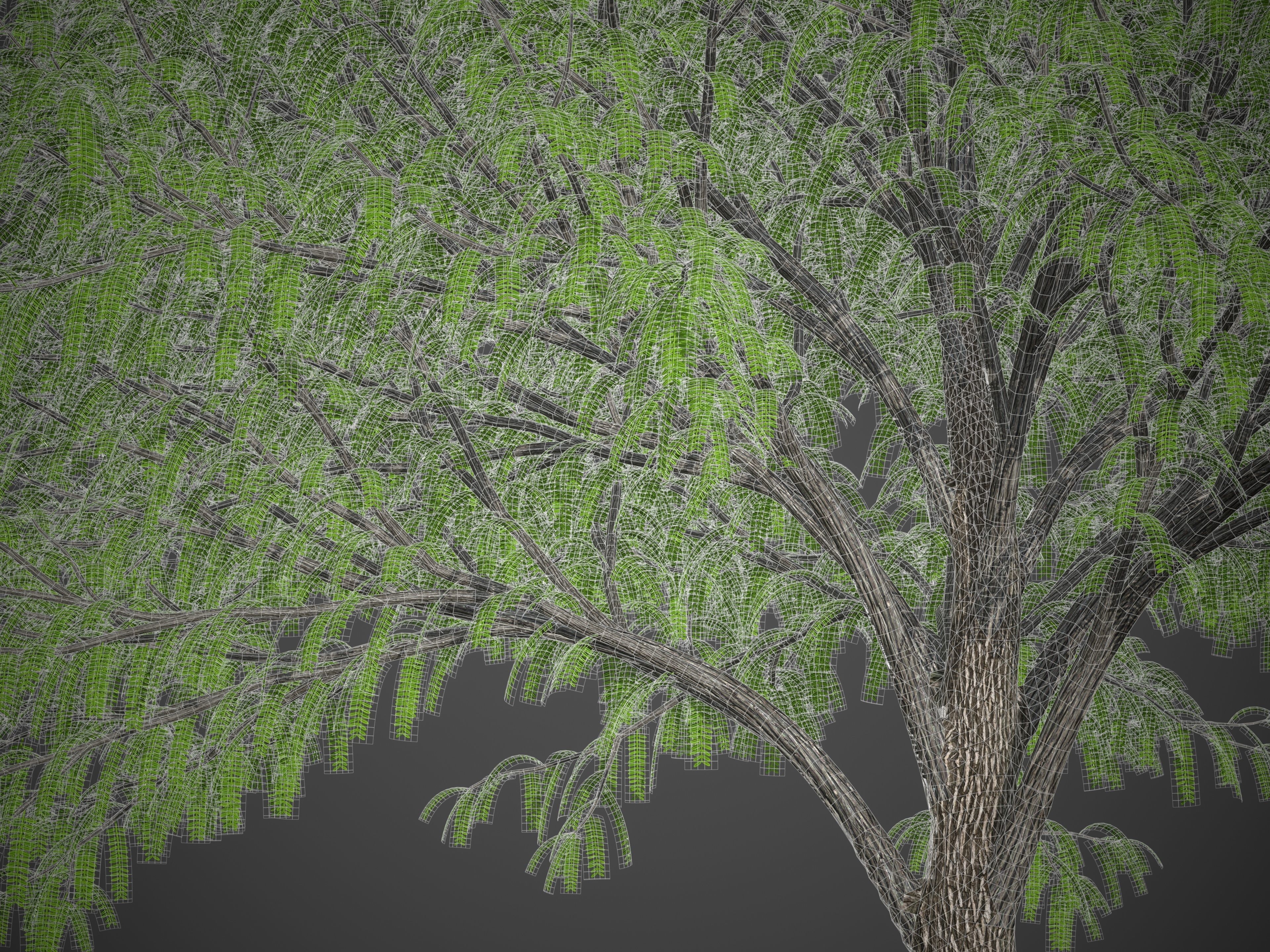 XfrogPlants South American Mesquite - Mesquite Rio Salado  3D model_5