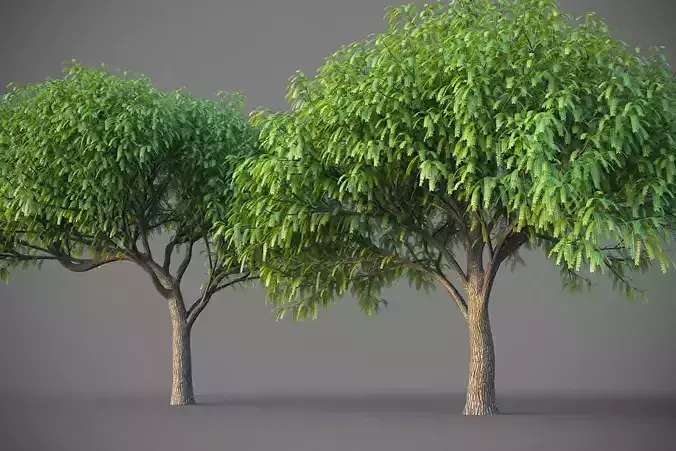 XfrogPlants South American Mesquite - Mesquite Rio Salado  3D model