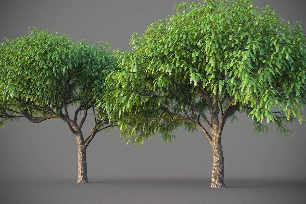 XfrogPlants South American Mesquite - Mesquite Rio Salado  3D model_0