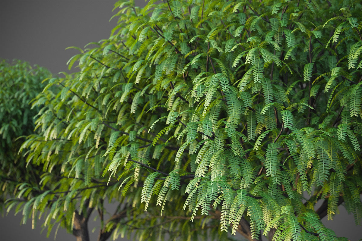 XfrogPlants South American Mesquite - Mesquite Rio Salado  3D model_3