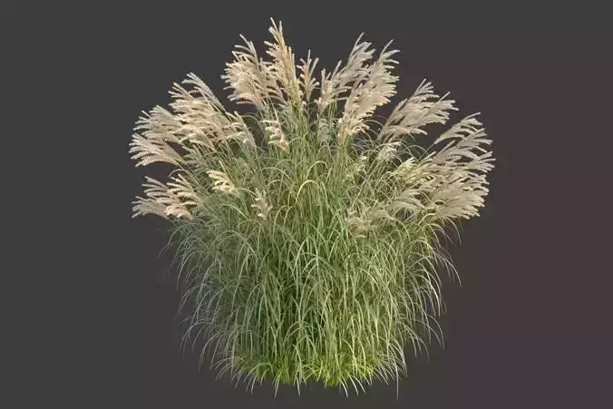 XfrogPlants Chinese Silvergrass - Miscanthus Sinensis  3D model