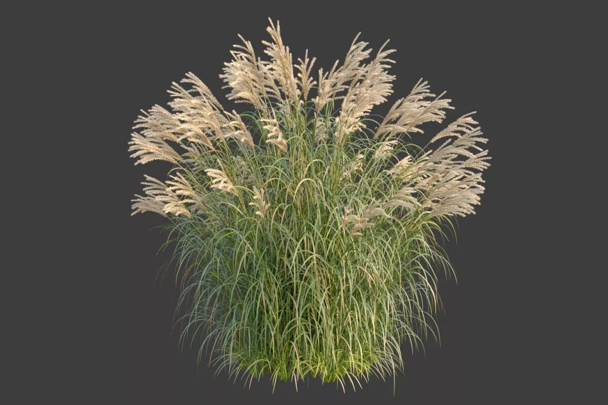 XfrogPlants Chinese Silvergrass - Miscanthus Sinensis 3D model