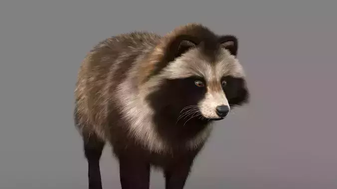 Realistic Raccoon Dog Tanuki Low-poly 3D model
