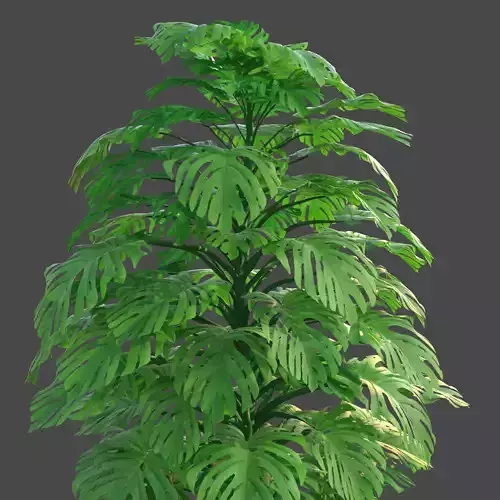 XfrogPlants Swiss Cheese Plant - Monsterra Deliciosa Free 3D model