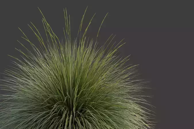 XfrogPlants Deergrass - Muhlenbergia Rigens 3D model