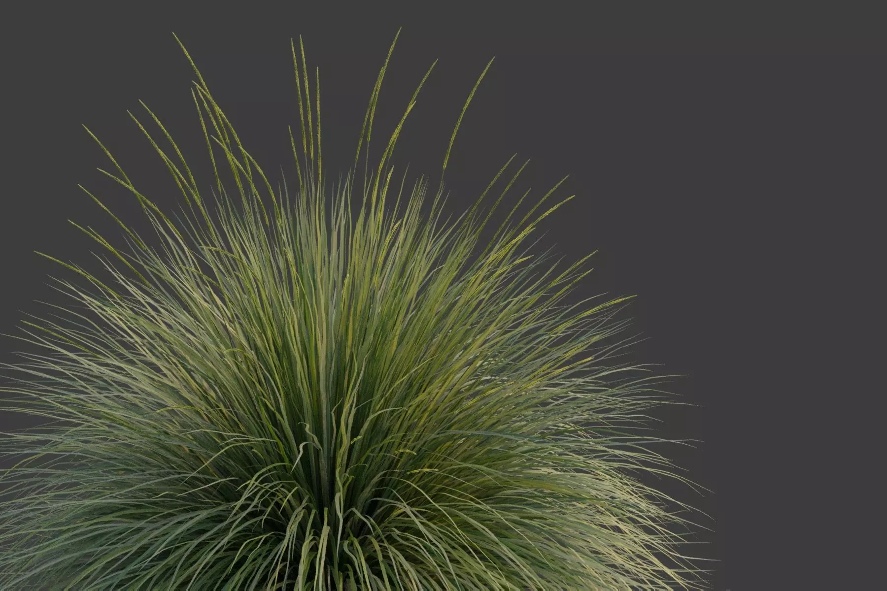 XfrogPlants Deergrass - Muhlenbergia Rigens 3D model_0
