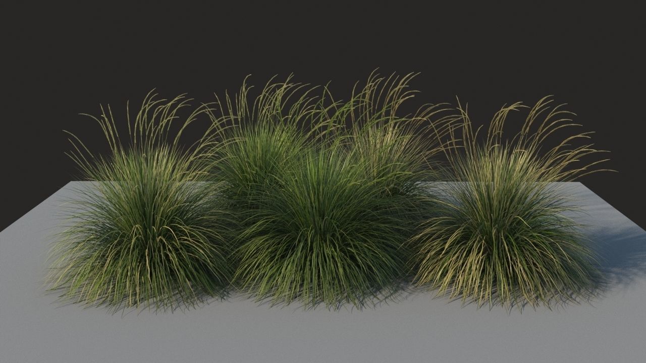 XfrogPlants Deergrass - Muhlenbergia Rigens 3D model_2