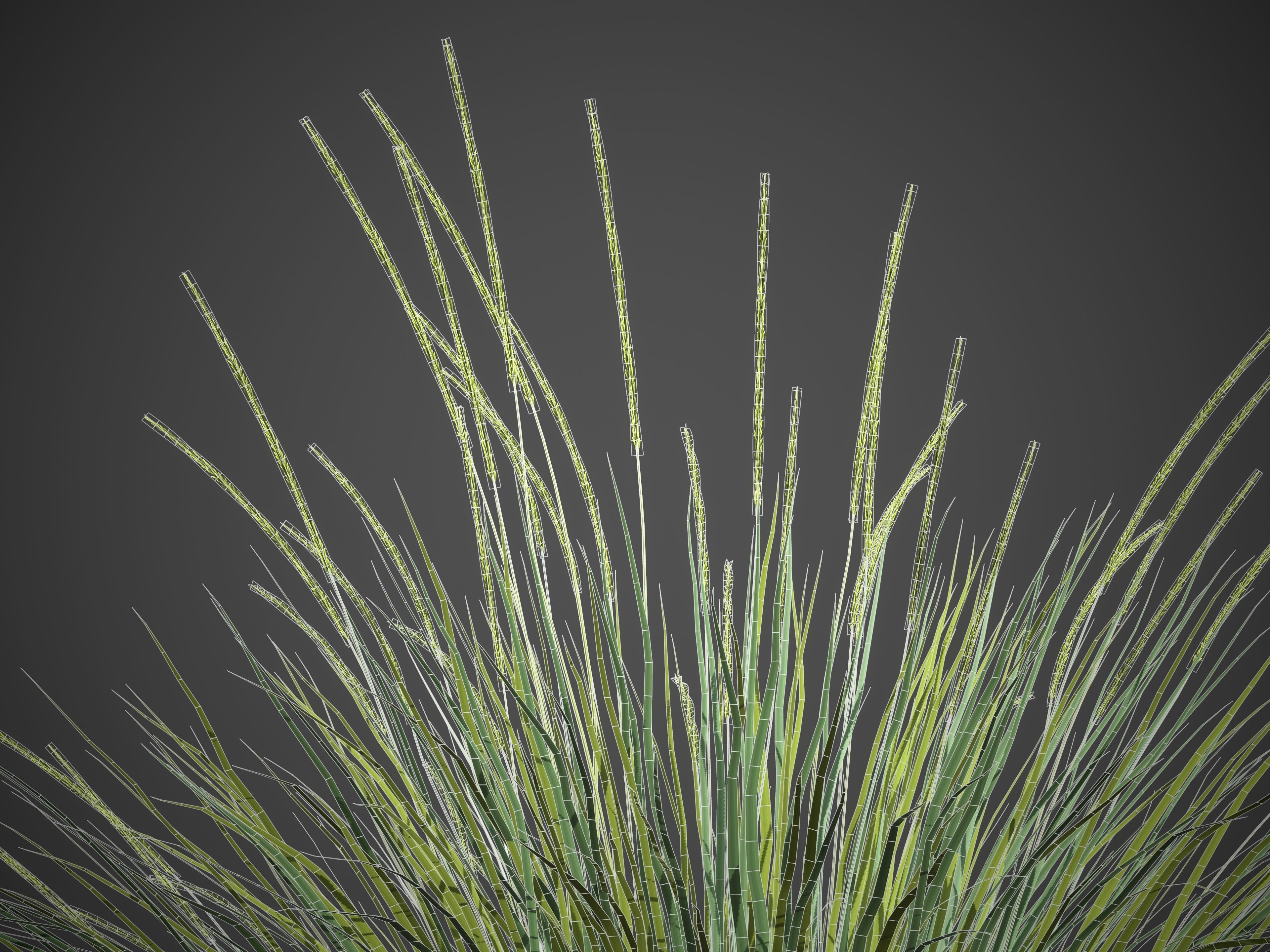 XfrogPlants Deergrass - Muhlenbergia Rigens 3D model_5