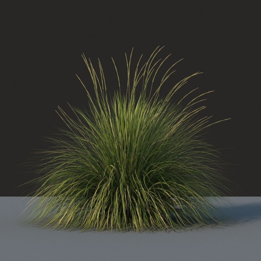 XfrogPlants Deergrass - Muhlenbergia Rigens 3D model_3
