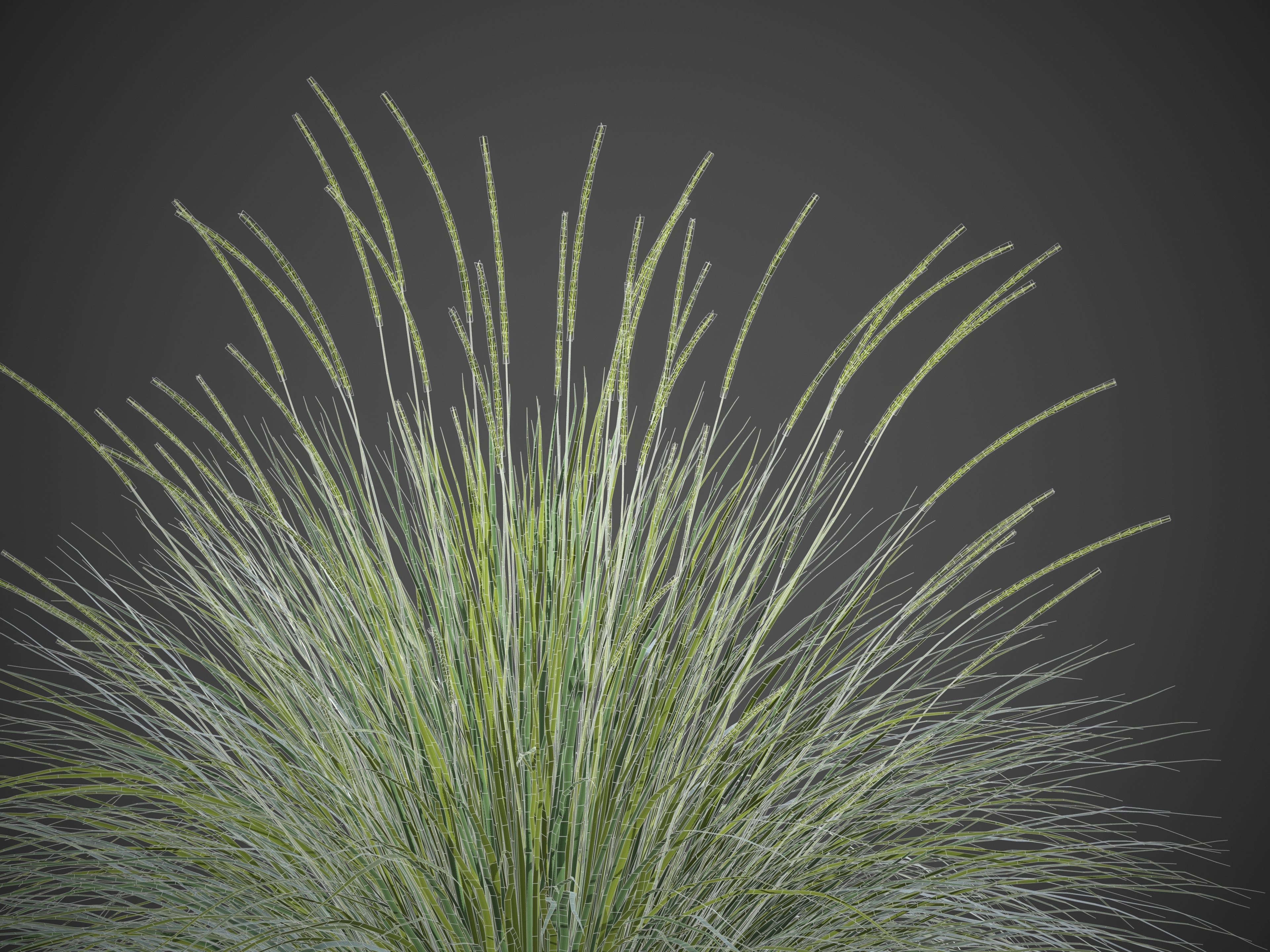 XfrogPlants Deergrass - Muhlenbergia Rigens 3D model_4