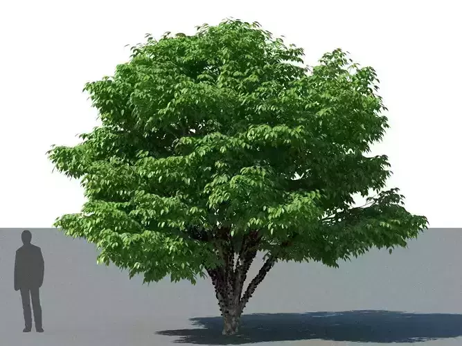 XfrogPlants Jabuticaba - Myciaria Calufifloria