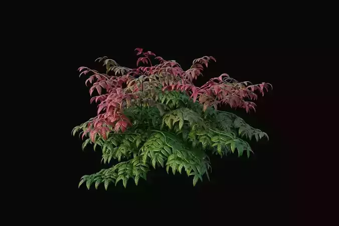 XfrogPlants Heavenly Bamboo - Nandina Domestica 3D model