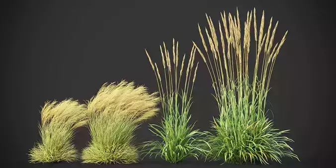 XfrogPlants Finestem Needlegrass - Nassella Tenussima 3D model