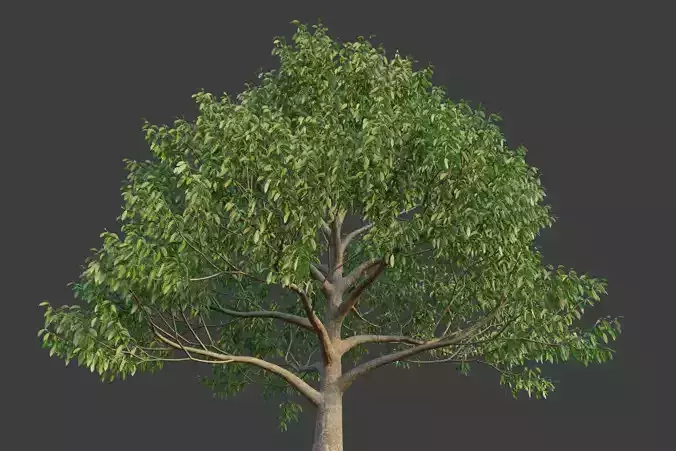 XfrogPlants Neolitsea Sericea 