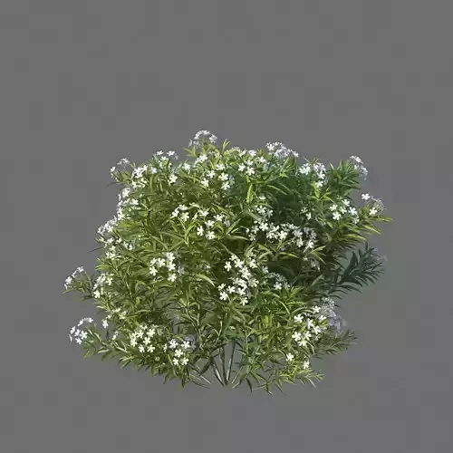 XfrogPlants Nerium Oleander